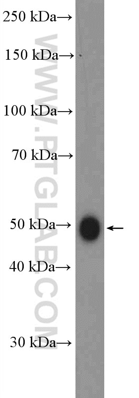 Western Blot (WB) analysis of mouse liver tissue using GDF8/Myostatin Polyclonal antibody (19142-1-AP)
