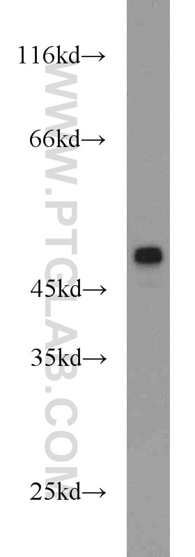 Western Blot (WB) analysis of PC-3 cells using GDF8/Myostatin Polyclonal antibody (19142-1-AP)