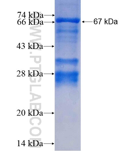 MSTN fusion protein Ag13605 SDS-PAGE