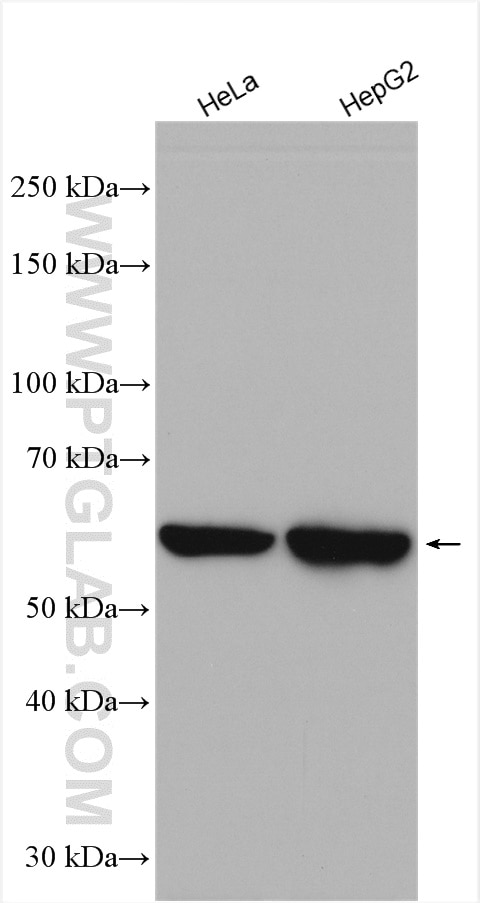 Western Blot (WB) analysis of various lysates using MSTO1 Polyclonal antibody (28400-1-AP)