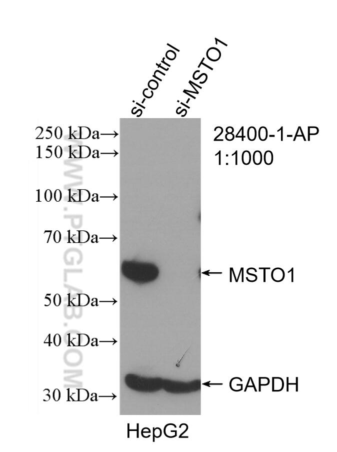Western Blot (WB) analysis of HepG2 cells using MSTO1 Polyclonal antibody (28400-1-AP)