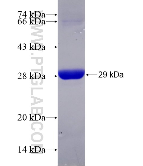 MSTO1 fusion protein Ag29067 SDS-PAGE