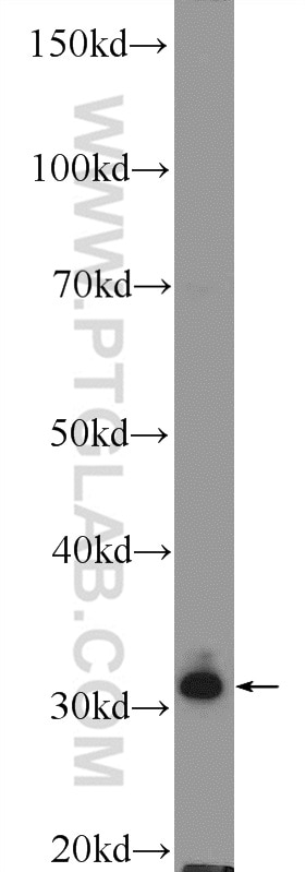 Western Blot (WB) analysis of rat skeletal muscle tissue using MSX1 Polyclonal antibody (17678-1-AP)