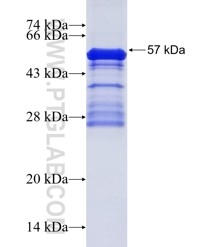 MSX1 fusion protein Ag11700 SDS-PAGE