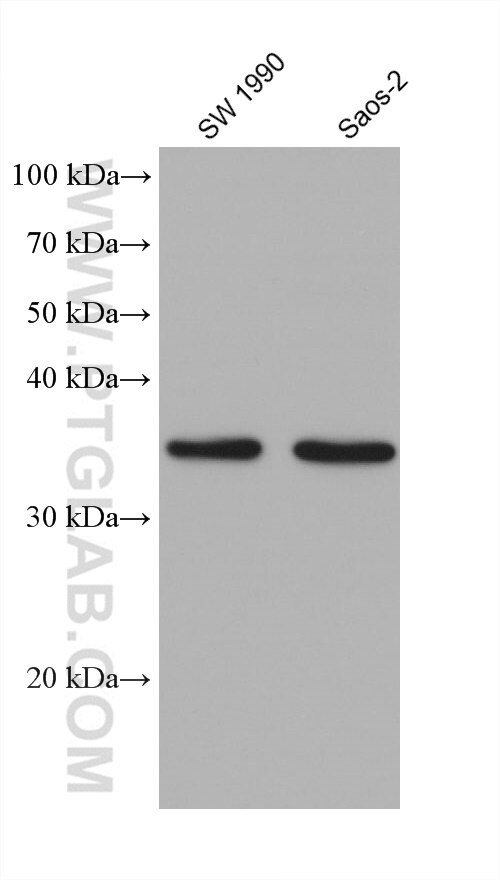 Western Blot (WB) analysis of various lysates using MSX2 Monoclonal antibody (68550-1-Ig)