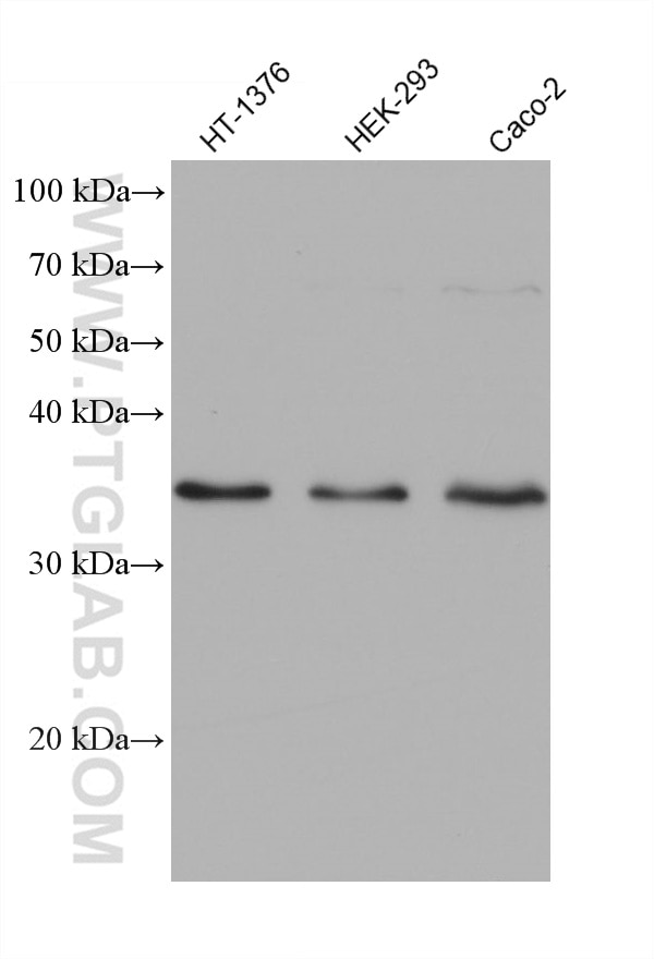 Western Blot (WB) analysis of various lysates using MSX2 Monoclonal antibody (68550-1-Ig)