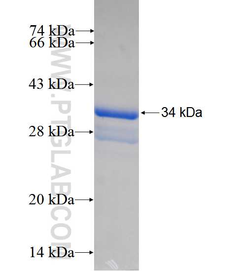 MSX2 fusion protein Ag24385 SDS-PAGE