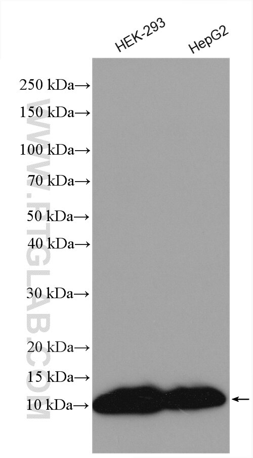 Western Blot (WB) analysis of various lysates using MT-ATP8 Polyclonal antibody (29398-1-AP)