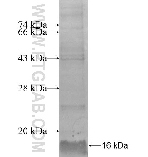 MT1A fusion protein Ag10128 SDS-PAGE