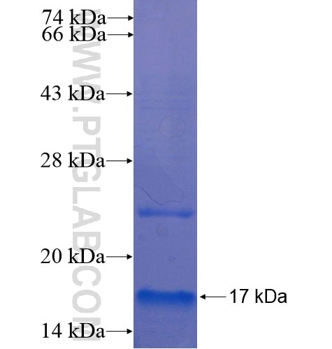 MT1E fusion protein Ag13303 SDS-PAGE