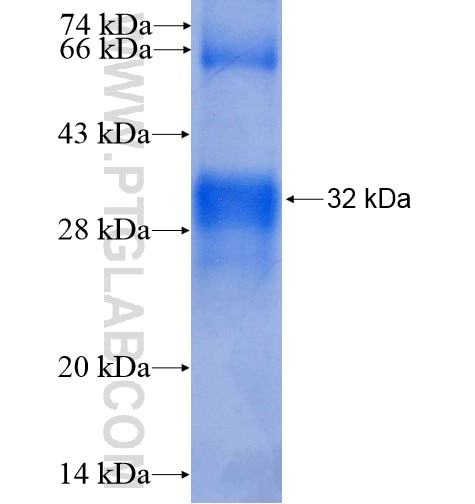 MT1H fusion protein Ag6046 SDS-PAGE