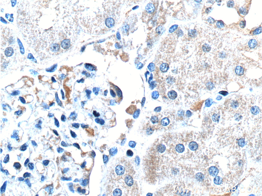 Immunohistochemistry (IHC) staining of human kidney tissue using MT1M Polyclonal antibody (17281-1-AP)