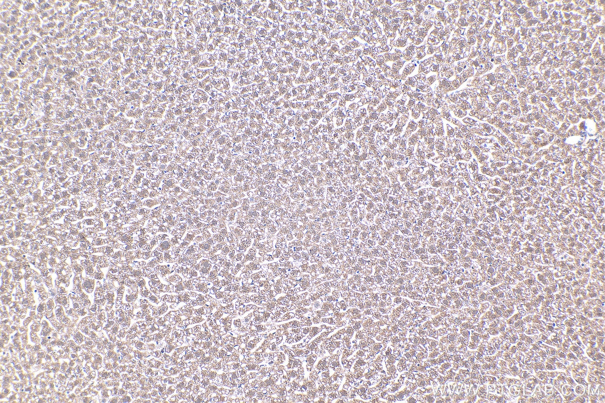 IHC staining of mouse liver using 20809-1-AP Immunohistochemistry (IHC) staining of mouse liver tissue using MT2A Polyclonal antibody (20809-1-AP)
