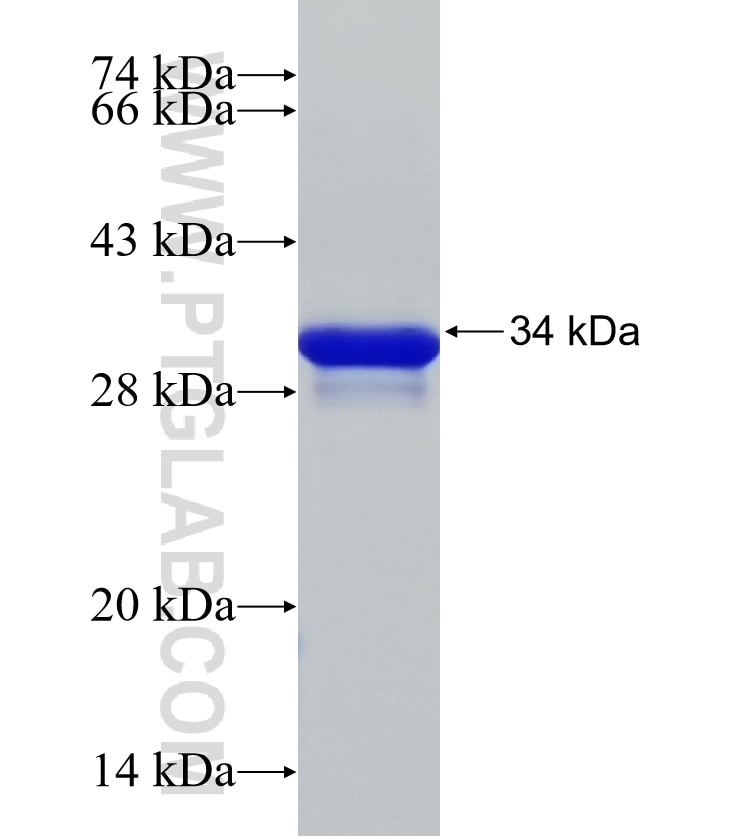 MT3 fusion protein Ag33339 SDS-PAGE