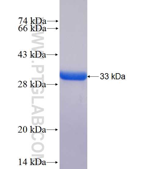 MT3 fusion protein Ag2823 SDS-PAGE