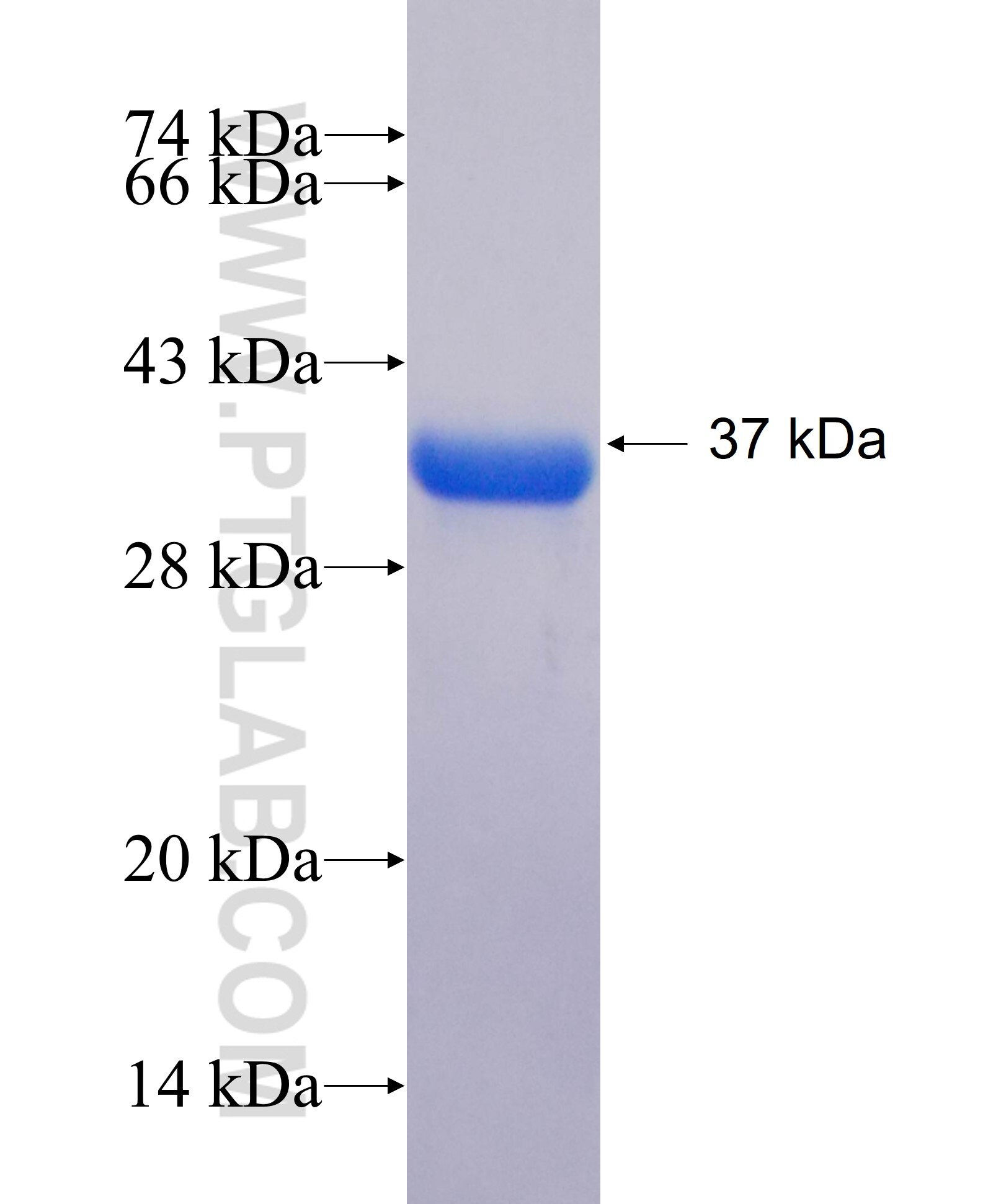 MT3 fusion protein Ag2823 SDS-PAGE