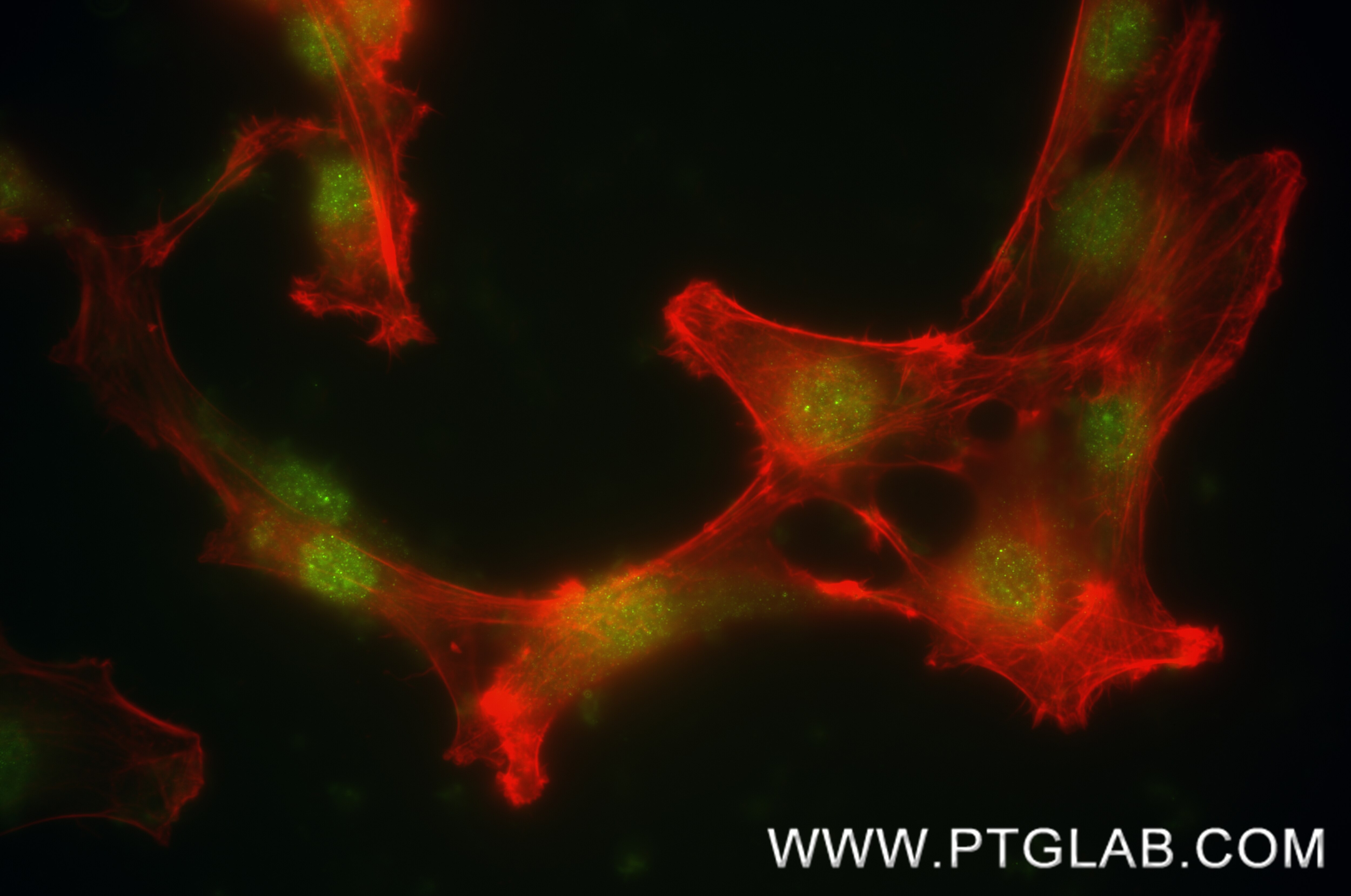 IF Staining of NIH/3T3 using 87979-1-RR (same clone as 87979-1-PBS) Immunofluorescence (IF) / fluorescent staining of NIH/3T3 cells using MTA1 Recombinant monoclonal antibody (87979-1-RR)