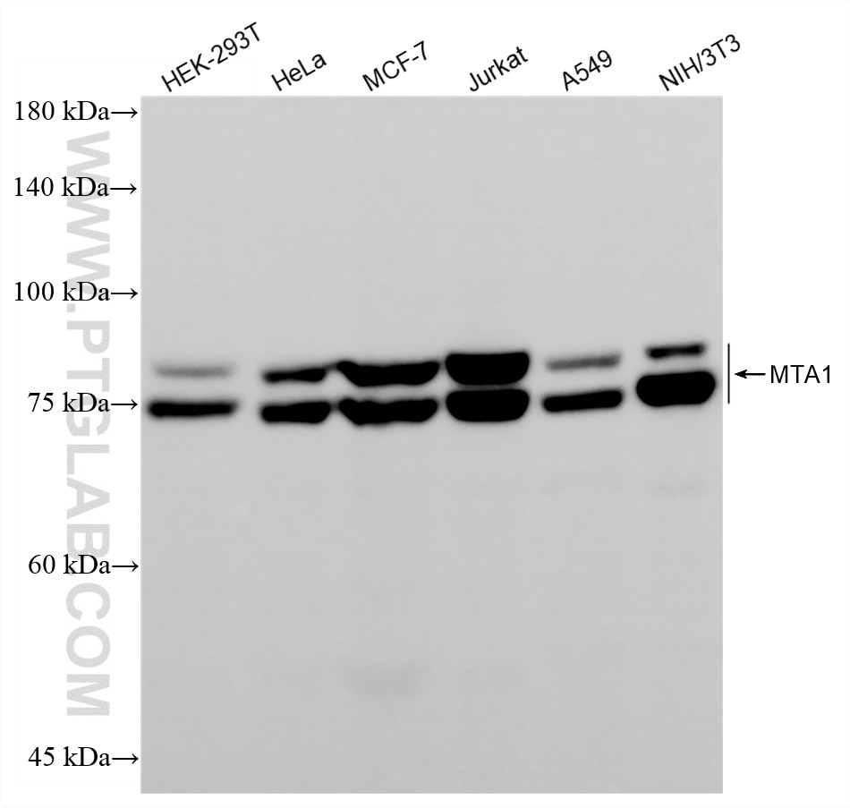 WB analysis using 87979-1-RR (same clone as 87979-1-PBS) Western Blot (WB) analysis of various lysates using MTA1 Recombinant monoclonal antibody (87979-1-RR)