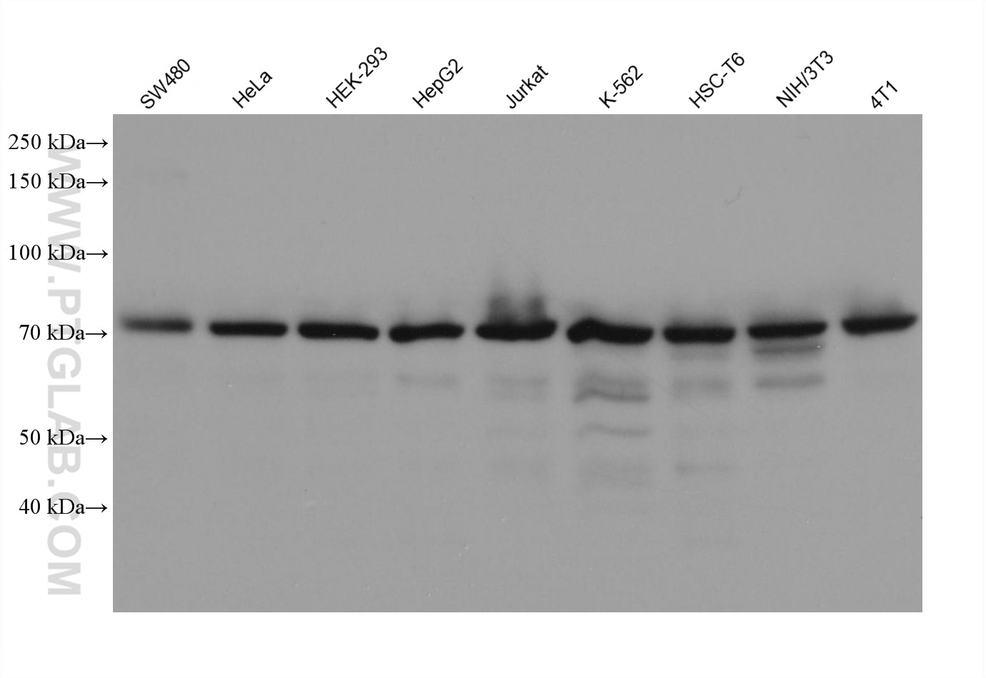 Western Blot (WB) analysis of various lysates using MTA2 Monoclonal antibody (66195-1-Ig)