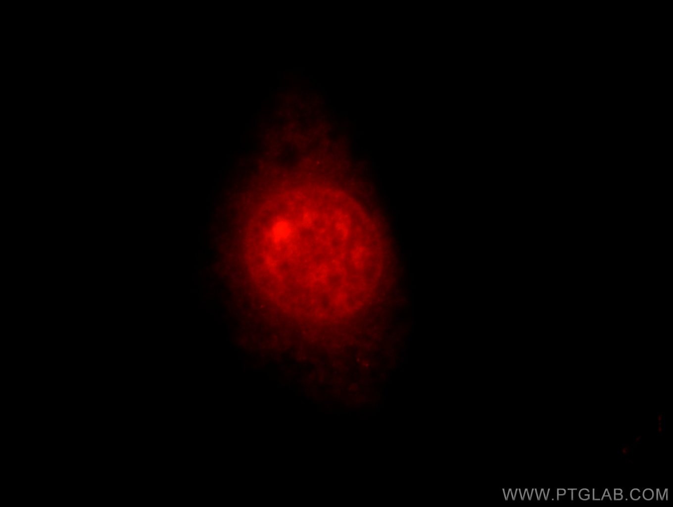 Immunofluorescence (IF) / fluorescent staining of HepG2 cells using MTA3 Polyclonal antibody (14682-1-AP)