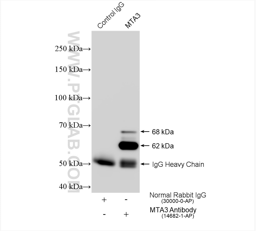 Immunoprecipitation (IP) experiment of Raji cells using MTA3 Polyclonal antibody (14682-1-AP)