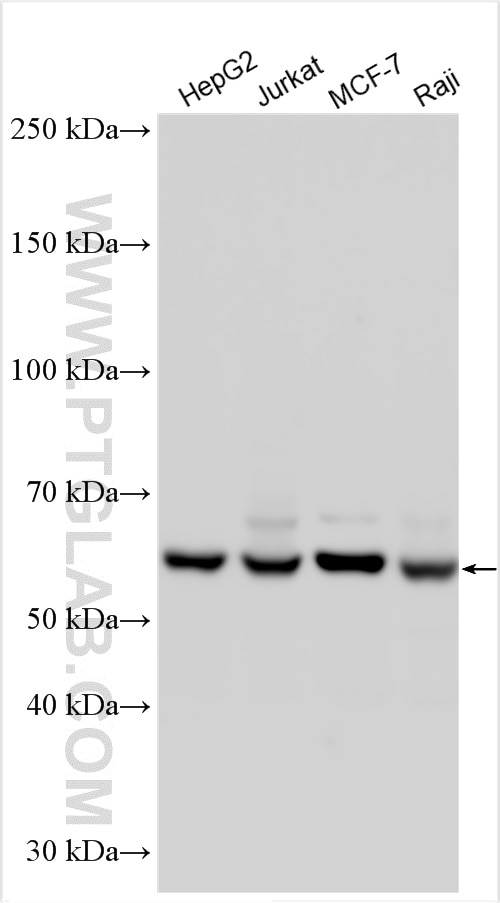 Western Blot (WB) analysis of various lysates using MTA3 Polyclonal antibody (14682-1-AP)