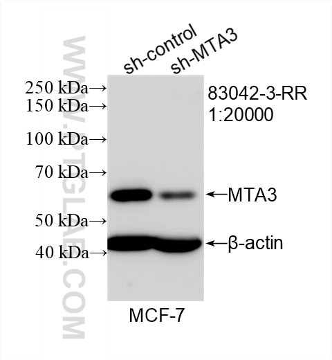 Western Blot (WB) analysis of MCF-7 cells using MTA3 Recombinant antibody (83042-3-RR)