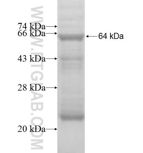 MTA3 fusion protein Ag6400 SDS-PAGE