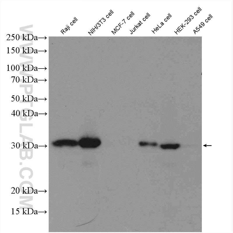 Western Blot (WB) analysis of various lysates using MTAP Polyclonal antibody (11475-1-AP)