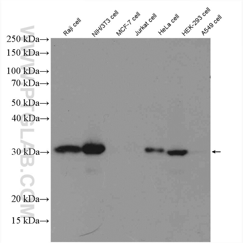 Western Blot (WB) analysis of various lysates using MTAP Polyclonal antibody (11475-1-AP)