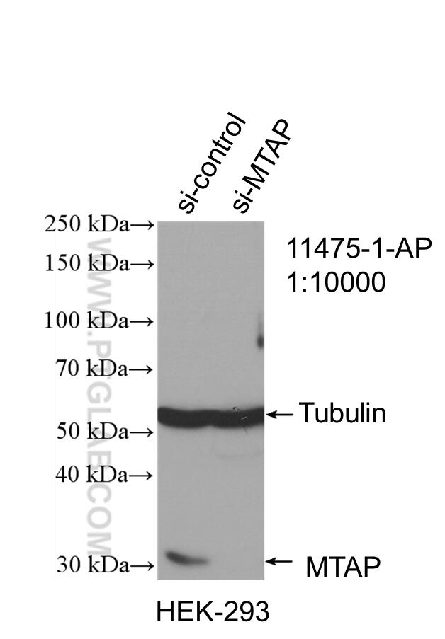 Western Blot (WB) analysis of HEK-293 cells using MTAP Polyclonal antibody (11475-1-AP)