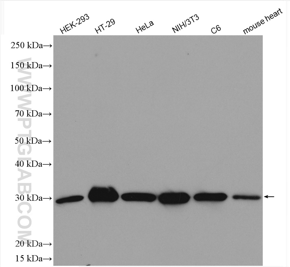 Western Blot (WB) analysis of various lysates using MTAP Polyclonal antibody (11475-1-AP)