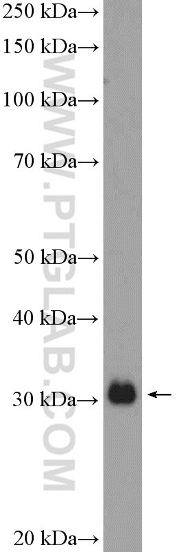 Western Blot (WB) analysis of mouse heart tissue using MTAP Polyclonal antibody (11475-1-AP)