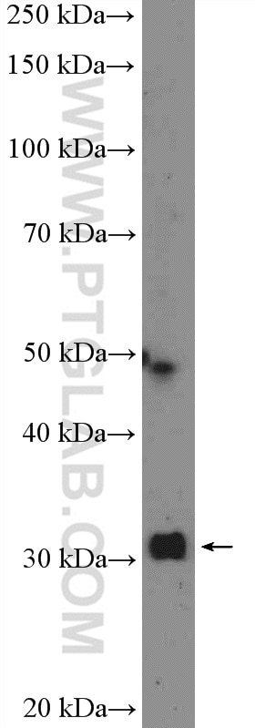 Western Blot (WB) analysis of HEK-293 cells using MTAP Polyclonal antibody (11475-1-AP)