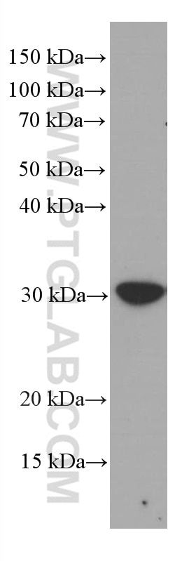 Western Blot (WB) analysis of HT-29 cells using MTAP Monoclonal antibody (66706-1-Ig)