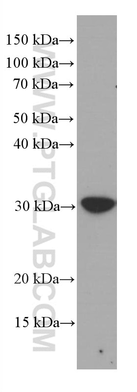 WB analysis of HT-29 using 66706-1-Ig