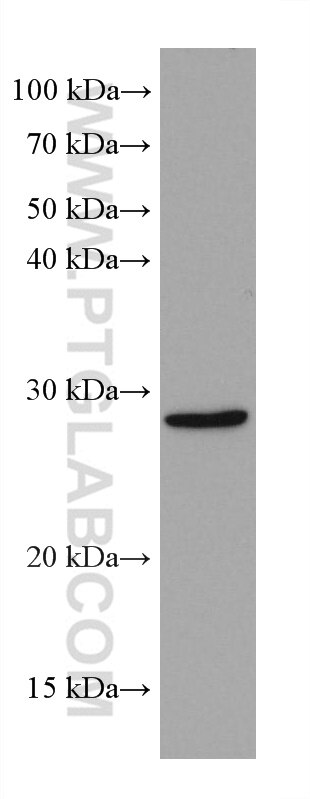 WB analysis of HCT 116 using 66706-1-Ig