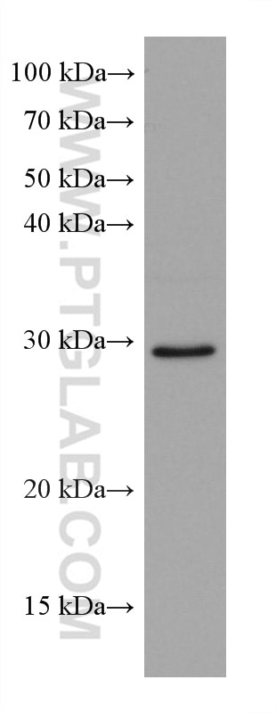 Western Blot (WB) analysis of HSC-T6 cells using MTAP Monoclonal antibody (66706-1-Ig)