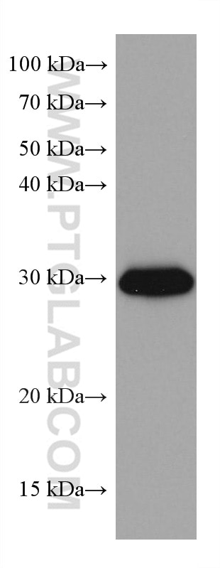 Western Blot (WB) analysis of NIH/3T3 cells using MTAP Monoclonal antibody (66706-1-Ig)