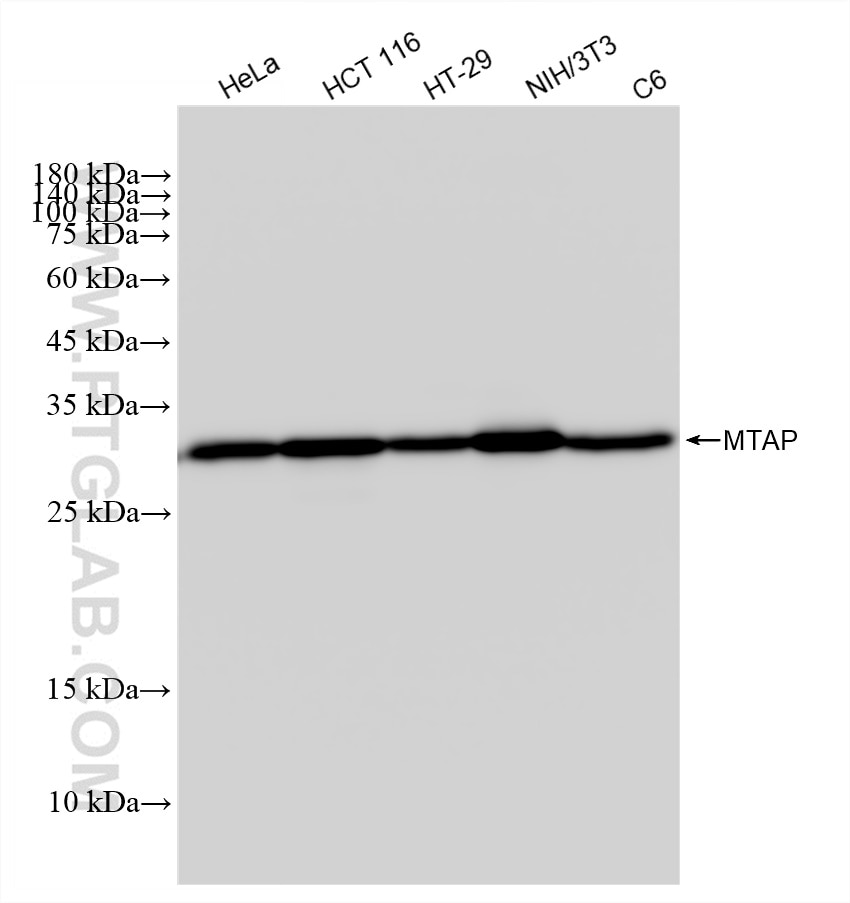 Western Blot (WB) analysis of various lysates using MTAP Recombinant antibody (83005-1-RR)