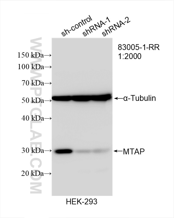 Western Blot (WB) analysis of HEK-293 cells using MTAP Recombinant antibody (83005-1-RR)