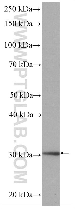 Western Blot (WB) analysis of NIH/3T3 cells using HRP-conjugated MTAP Monoclonal antibody (HRP-66706)