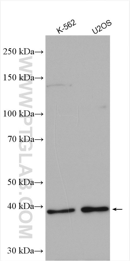 WB analysis using 28356-1-AP