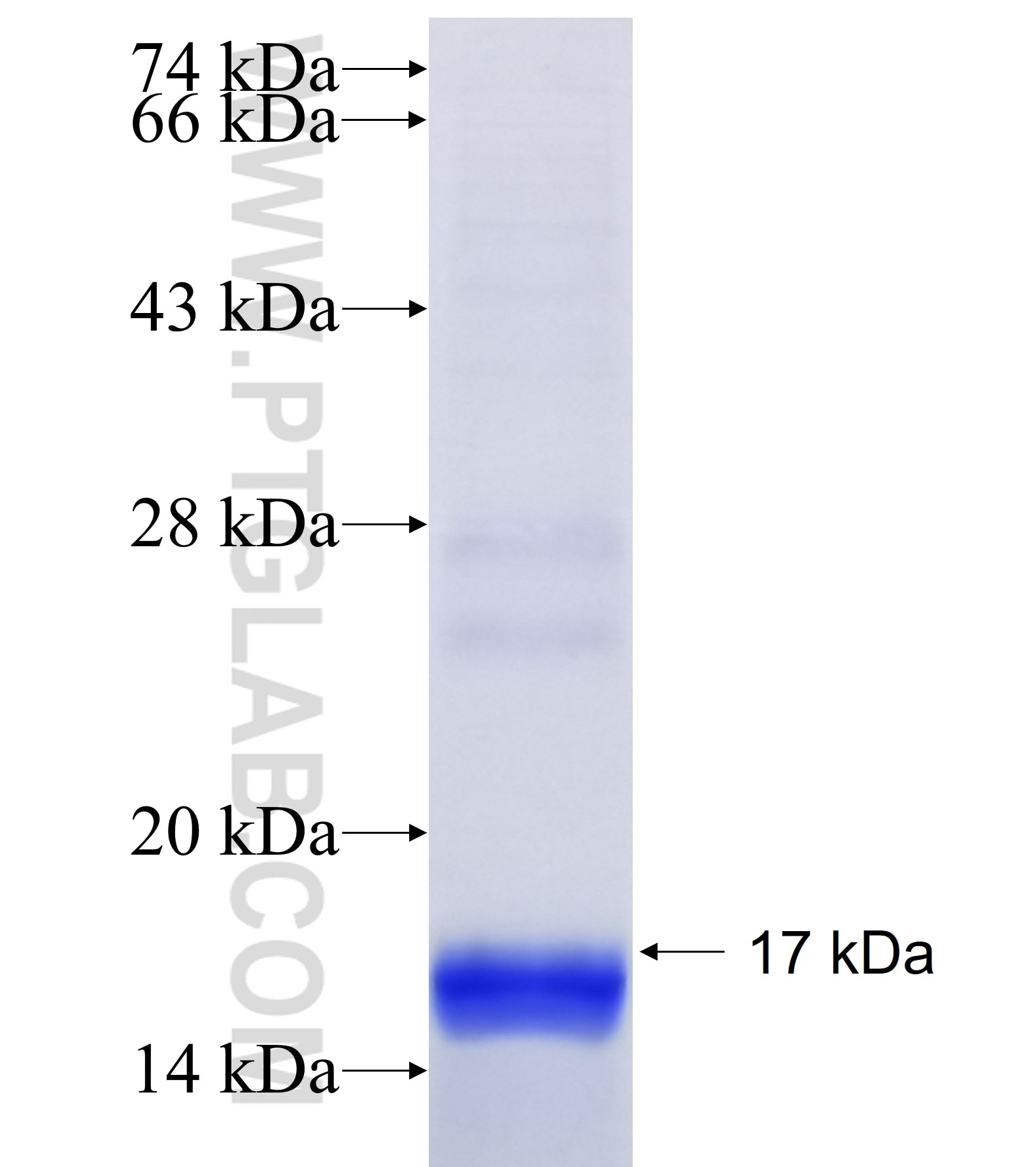 MTCH1 fusion protein Ag28099 SDS-PAGE