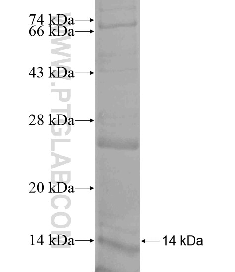 MTCH1 fusion protein Ag20078 SDS-PAGE