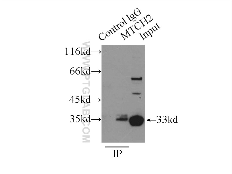 Immunoprecipitation (IP) experiment of HepG2 cells using MTCH2 Polyclonal antibody (16888-1-AP)