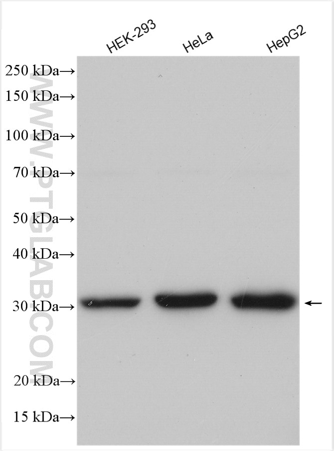 Western Blot (WB) analysis of various lysates using MTCH2 Polyclonal antibody (16888-1-AP)