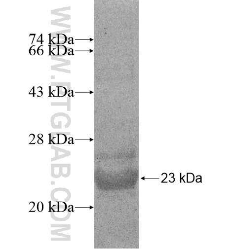 MTCH2 fusion protein Ag10381 SDS-PAGE