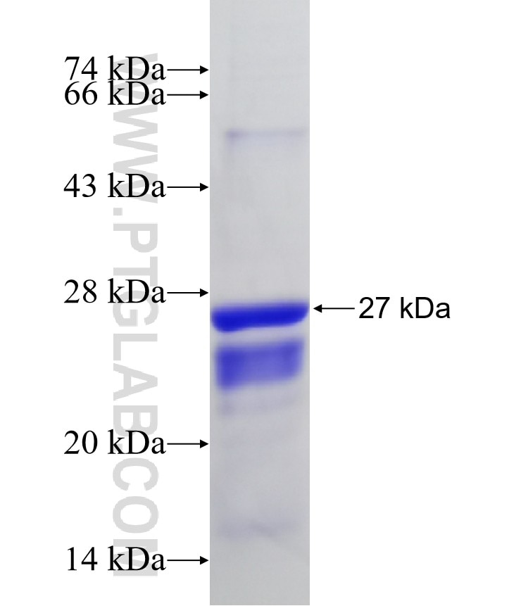 MTCH2 fusion protein Ag10381 SDS-PAGE