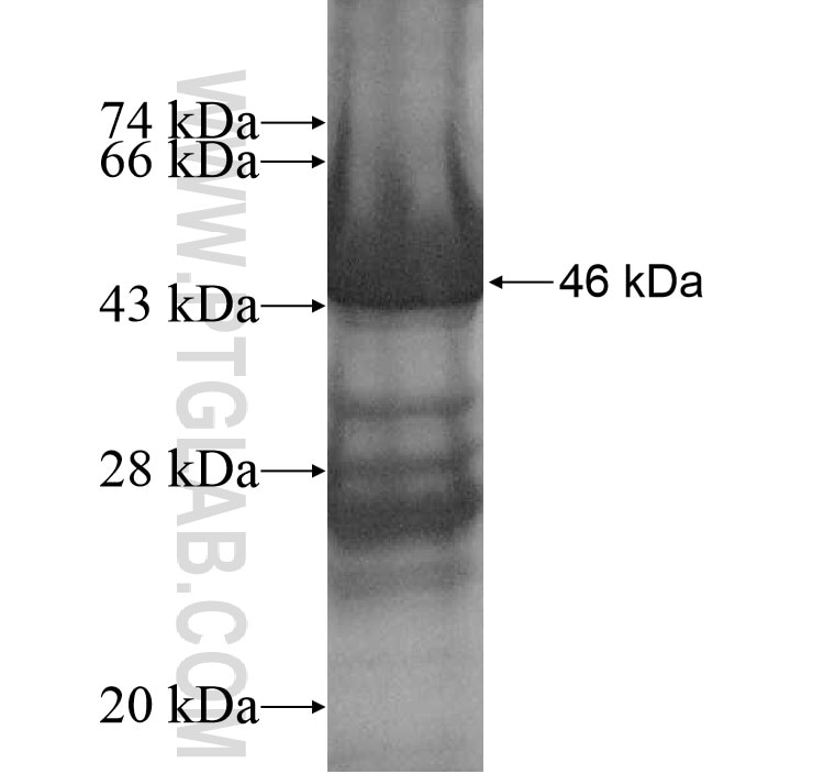 MTCH2 fusion protein Ag10399 SDS-PAGE